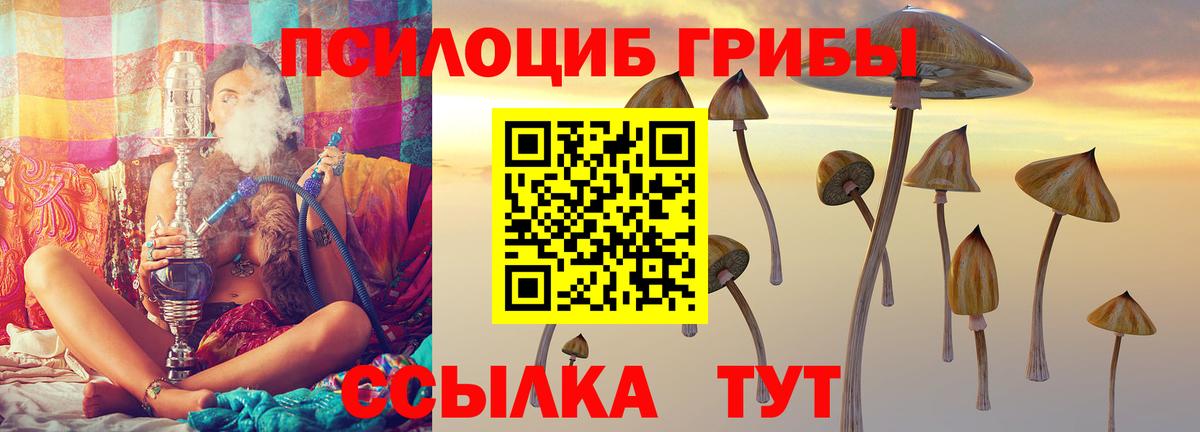 Галлюциногенные грибы Psilocybe Балашов